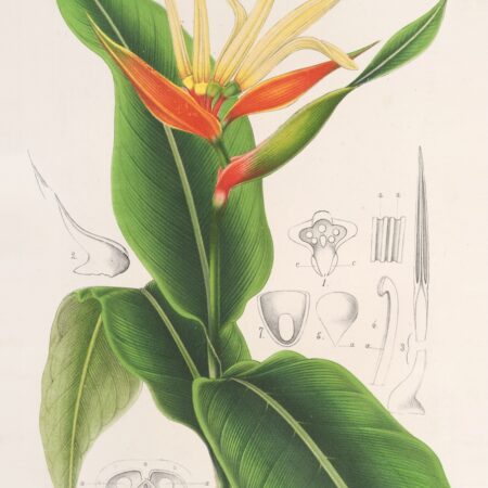 Heliconia aurantiaca